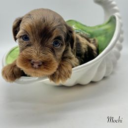 Mochi - Merle female Bernedoodle puppy in Thornville, Ohio from Four Front Doodles & Friends