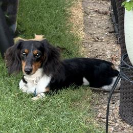 Ludo - Dachshund