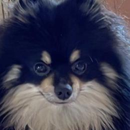 Pomeranians from House of Misio Pomeranians