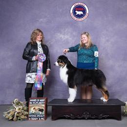 Atlas - Australian Shepherd