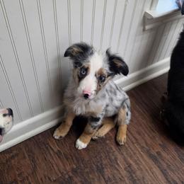 Vesper - Blue merle female Australian Shepherd puppy in Copperas Cove, Texas from Hidden Leaf Aussies