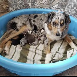 Australian Shepherd Puppies from Waterworth Australian Shepherds