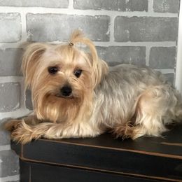Alyssa - Yorkshire Terrier