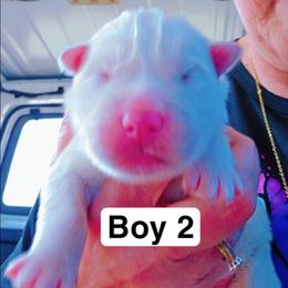 Baby Brad (Blue Boy) - White male Siberian Husky puppy in Quincy, Illinois from Boden Breeding