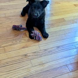 German Shepherd and Siberian Husky Puppies from Sstar