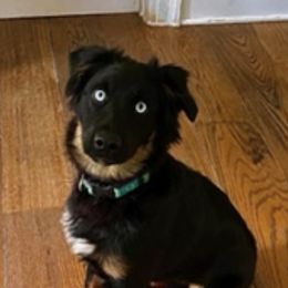 Miniature Australian Shepherds from Magnolia Mini Aussies