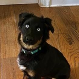 Miniature Australian Shepherds from Magnolia Mini Aussies