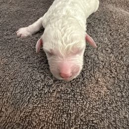 Jack - Cream male Poodle puppy in Montgomery, Texas from Parsons Standard Poodles