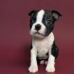 AKC Onyx - Black brindle and white male Boston Terrier puppy in Galena, Kansas from RottNBostons