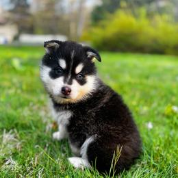 Oliver - Black and white male Pomsky puppy in Bolton, Connecticut from Elle Pomsky