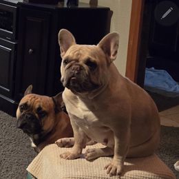 Baby z - French Bulldog