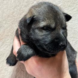 Pink Collar - Sable female German Shepherd puppy in Willington, Connecticut from Wertvoll German Shepherds