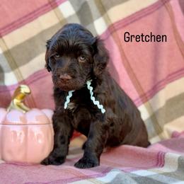 Gretchen - Brown female Portuguese Water Dog puppy in Raleigh, North Carolina from Turnabout PWD