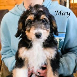 May - Black tri-color female Aussiedoodle puppy in Lancaster, Minnesota from Wilson Cattle Co.