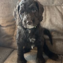 Australian Labradoodle Puppies from Fruitful Beginnings,LLC