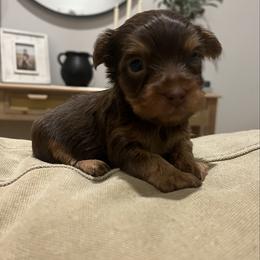 Romeo - Chocolate and tan male Yorkshire Terrier puppy in Calhoun, Georgia from Peach State Yorkies