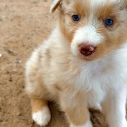 Daisy - Red merle female Australian Shepherd puppy in Vernal, Utah from Dancing M Australian Shepherds