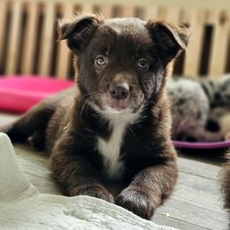 Red male - Red male Australian Shepherd puppy in Montrose, Iowa from A-J Farms Iowa