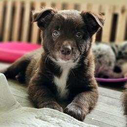 Red male - Red male Australian Shepherd puppy in Montrose, Iowa from A-J Farms Iowa