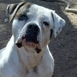 American Bulldogs from Skookum ABDs