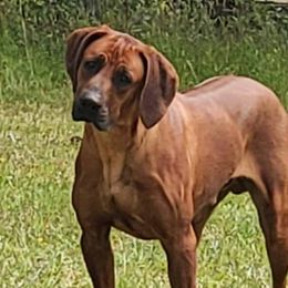 Jabar - Rhodesian Ridgeback