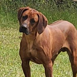 Jabar - Rhodesian Ridgeback