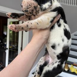 Great Dane Puppies from Starlight Danes