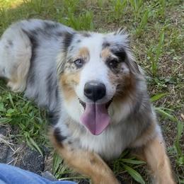 Sunny - Miniature American Shepherd
