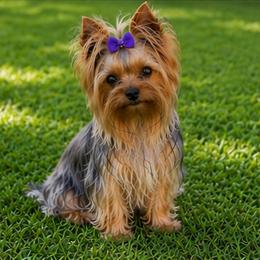 Kiki - Yorkshire Terrier
