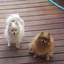 Pomeranians from Moonlite Poms