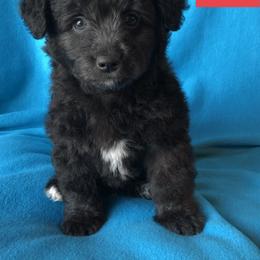 Aussiedoodle, Colorado Mountain Dog, and Corgipoo Puppies from Stone Table Ranch/STR Just Doodle It