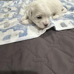 Coton de Tulear Puppies from Beethoven’s Cotons