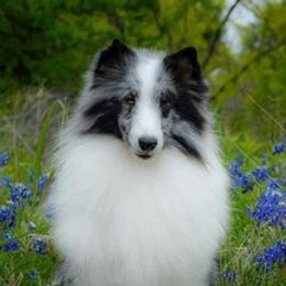Amy - Shetland Sheepdog