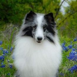 Amy - Shetland Sheepdog