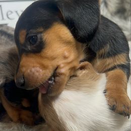 Black and tan - Black and tan male Dachshund puppy in Spicer, Minnesota from Arrow Valley