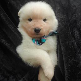 Samoyed Puppies from Limelight Samoyeds