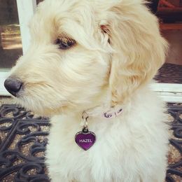 Goldendoodles from April Bonine's Goldendoodles