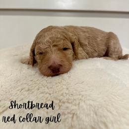 Shortbread - Apricot female Goldendoodle puppy in Taylorsville, North Carolina from Doggone Dixie Doodles