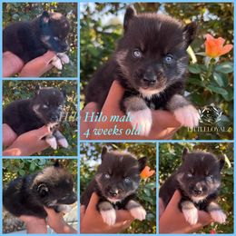 Hilo - Black and white male Pomsky puppy in Riverside, California from LittleLoyalzLLC