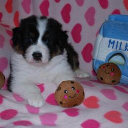 Cookie - Black tri-color male Australian Shepherd puppy in Alma, Georgia from Epiphany Australian Shepherds