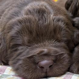 Yellow Female - Brown female Newfoundland puppy in Pottstown, Pennsylvania from Latin of Course Newfoundlands