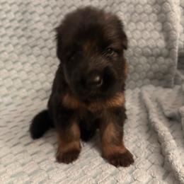 Isobeya - Black and red female German Shepherd puppy in Aurora, Illinois from Fairhaven German Shepherds