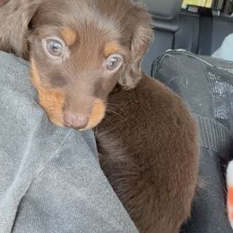 Australian Shepherd and Dachshund Puppies from Paisley’s Prissy Pups