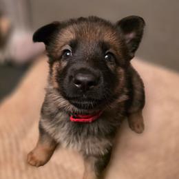 Red collar (Chilli) - Sable female German Shepherd puppy in Hermitage, Pennsylvania from Shepherds of the Hundred Acres