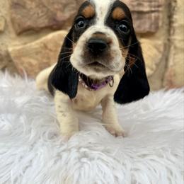 Purple Male - Black tan and white male Basset Hound puppy in Clinton, Tennessee from High Hopes Hounds