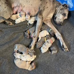 Great Dane Puppies from Great Danes (Merle, Blue, Fawn)