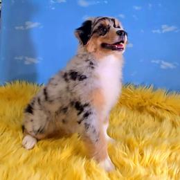 Webby - Blue merle male Australian Shepherd puppy in Waddell, Arizona from Winsome Aussies
