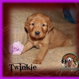 Twinkle - Dark golden female Golden Retriever puppy in Anson, Texas from Diamond Bar N Ranch