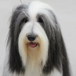 Bearded Collies from Arlin Bearded Collies