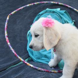 Golden Retriever and Jack Russell Terrier Puppies from VS Golden Fields
